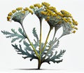 Helichrysum Immortelle Everlasting Medicinal Plant, Strawflower Abstract Generative AI Illustration