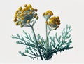 Helichrysum Immortelle Everlasting Medicinal Plant, Strawflower Abstract Generative AI Illustration