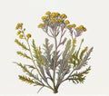 Helichrysum Immortelle Everlasting Medicinal Plant, Strawflower Abstract Generative AI Illustration