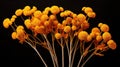 helichrysum immortelle flower