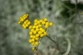Helichrysum italicum in bloom, rounded yellow group of small flowers