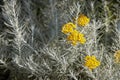 Helichrysum italicum in bloom, rounded yellow group of small flowers with silver leaves.
