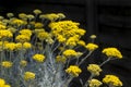 Helichrysum italicum, Curry Plant Royalty Free Stock Photo