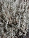 Helichrysum italicum, curry plant leaves background. Royalty Free Stock Photo