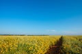 Helichrysum italicum field blooming in Provence