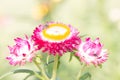 Helichrysum Paper daisy Strawflower Flower