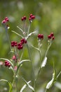 Helichrysum sanguineum - aka Red Everlasting flowers, Red cud-weed, blooms at late spring in Israel Royalty Free Stock Photo