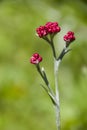 Helichrysum sanguineum - aka Red Everlasting flowers, Red cud-weed, blooms at late spring in Israel Royalty Free Stock Photo