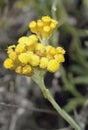 Helichrysum stoechas barrelieri Royalty Free Stock Photo