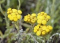 Helichrysum stoechas barrelieri Royalty Free Stock Photo
