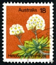 Helichrysum Thomsonii Australian Postage Stamp