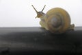 Helicidae, Roman snail