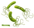 Helicobacter pylori bacteria. Green funny monsters, cartoon characters. 3d vector icon