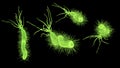 Helicobacter pylori bacterium