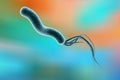Helicobacter pylori, bacterium which causes gastric and duodenal ulcer