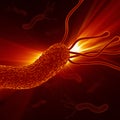 Helicobacter Pylori - Closeup / Detailed Zoom