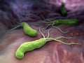 Helicobacter Pylori Royalty Free Stock Photo