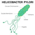 Helicobacter pylori (H. pylori) is bacteria infect your stomach.