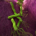 The helicobacter pyloris - close up