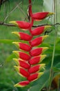 Heliconia Royalty Free Stock Photo