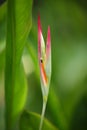 Heliconia Tropical Flower at Singapore Botanic Gardens