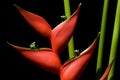 Heliconia Royalty Free Stock Photo