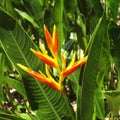 Heliconia