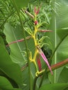 Heliconia aemygdiana in Bloom