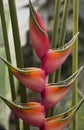 Heliconia, is a genus of flowering plants in the monotypic family Heliconiaceae.