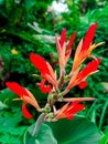 Heliconia Beautyful Flower