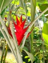 Heliconia bihai of the family Heliconiaceae is an erect herb typically growing taller than 1.5 m