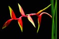 Heliconia bihai flower (Red palulu) With drops of water, Tropical flowers Heliconia blooming Royalty Free Stock Photo