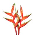 Heliconia bihai flower Red palulu, Tropical flowers isolated on white background, with clipping path Royalty Free Stock Photo