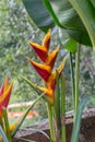 Heliconia bihai, Lobster Claw Two Royalty Free Stock Photo