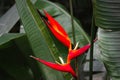 Heliconia bihai lobster plant, red exotic palulu flower among dark green foliage