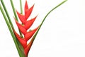Heliconia bihai Red Flower blooming with branch stem on isolated