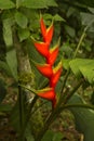 Heliconia bihai red palulu.