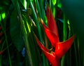 Heliconia bihai & x28;Red palulu& x29; flower. Beautiful Tropical flowers Royalty Free Stock Photo