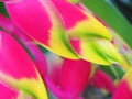 Heliconia bird of paradise flower Royalty Free Stock Photo
