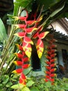 Heliconia bird paradise flowers Royalty Free Stock Photo