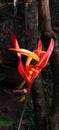 Heliconia: blooms and nature flashes Royalty Free Stock Photo