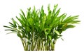 Heliconia bush isolate white background