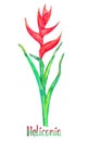 Heliconia caribaea, red form isolated on white hand painted watercolor illustration
