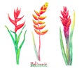 Heliconia caribaea, red forms and Heliconia rostrata hanging lobster claw, false bird of paradise isolated on white hand painted