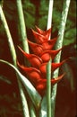 Heliconia CaribÃÂ¦a Royalty Free Stock Photo