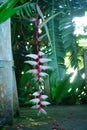 Heliconia chartacae flower, Sexy pink Royalty Free Stock Photo