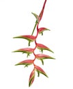 Heliconia chartacea flower, Tropical flowers isolated on white background, with clipping path
