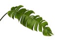 Heliconia chartacea leaves,Tropical leaf, Bird of paradise foliage isolated on white background, with clipping path