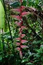 Heliconia chartacea flower at Asa Wright In Trinidad and Tobago