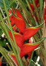 Heliconia